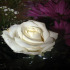 Rose - Image
