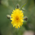 Bristly Oxtongue - Image