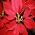 Christmas Flower - Image