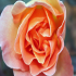 Rose - Image