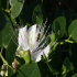 Caper - image