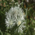 Mediterranean Thistle - Image