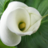 Arum Lily - Image