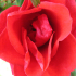 Rose - Image
