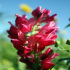 Reddish blooming plant - Image