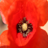 Red Poppy - Inside View