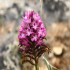 Pyramidal Orchid - Image
