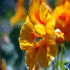 Garden Nasturtium - Image