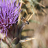 Blue Thistle - Image
