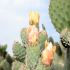 Prickly Pear - Image