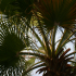Palm tree - Image