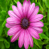 African Daisy - Image