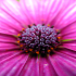 African Daisy - Image