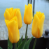 Tulip - Yellow beauty