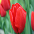 Tulip - Image
