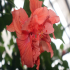 Hibiscus - Image