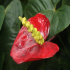 Flamingo Flower - Image