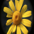 Crown Daisy - Image