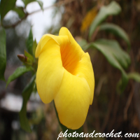 Tropical Allamanda - Image
