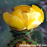 Prickly Pear - Image