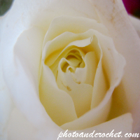 Rose - Image