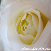 พืชพรรณ – แกลเลอรีสีเขียวของธรรมชาติ