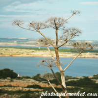 พืชพรรณ – แกลเลอรีสีเขียวของธรรมชาติ