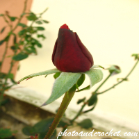 Rose - Image