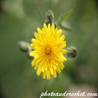 Bristly Oxtongue - Image