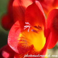 Stinking Bean Trefoil - Image