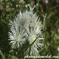 Mediterranean Thistle - Image