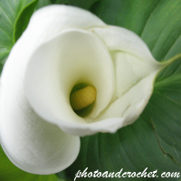 Arum Lily - Image