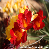 Stinking Bean Trefoil - Image