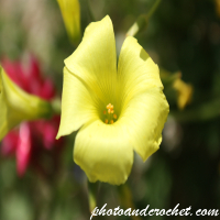 Mediterranean Rock Rose - Image