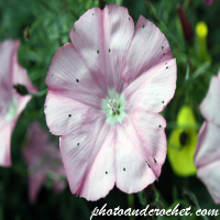 Field Bind Weed - Image