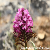 Pyramidal Orchid - Image