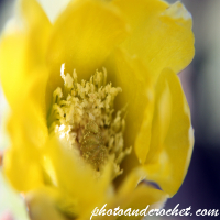 Prickly Pear - Image