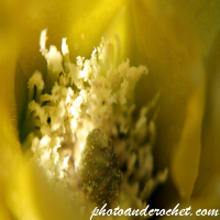 Prickly Pear - Image