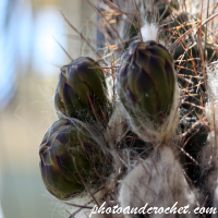 ดอกไม้ – สีสันแห่งธรรมชาติ