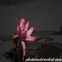 Red Lotus Flower - Image