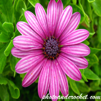African Daisy - Image