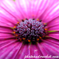 African Daisy - Image