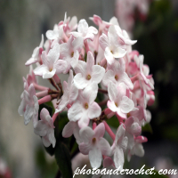 Korean Snowball - Image