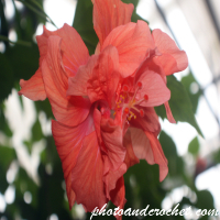 Hibiscus - Image