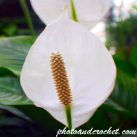 Arum Lily - Image
