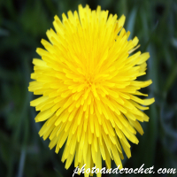 Dandelion - Image