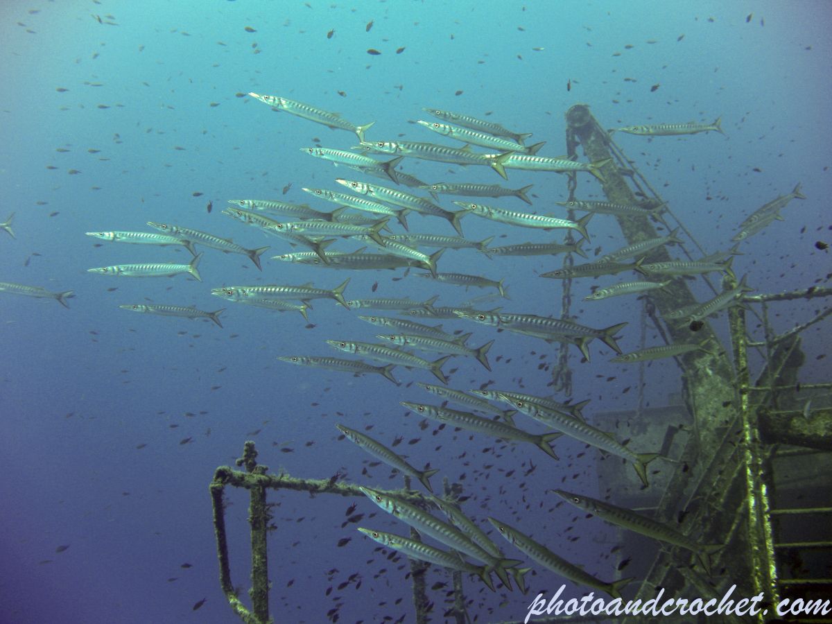 Barracudas - Image