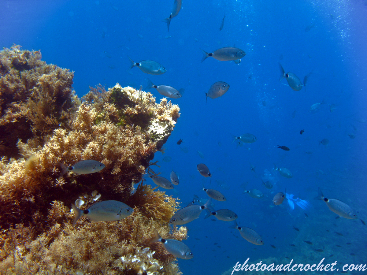 Cirkewwa reef - Image