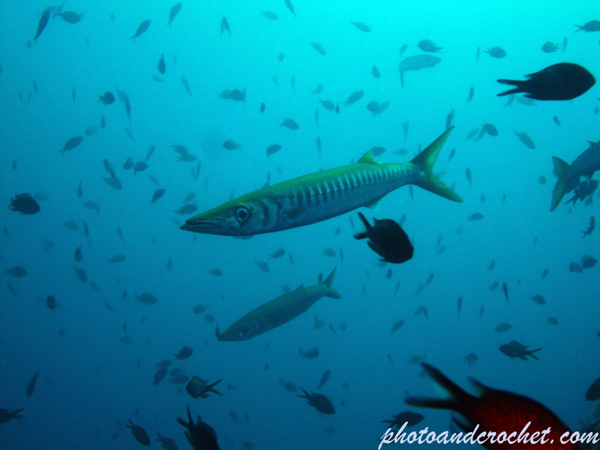 Barracudas - Image
