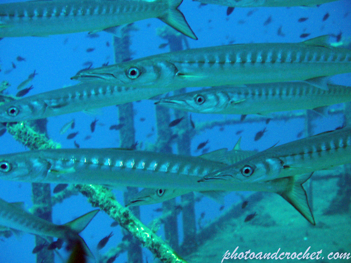 Barracudas - Image
